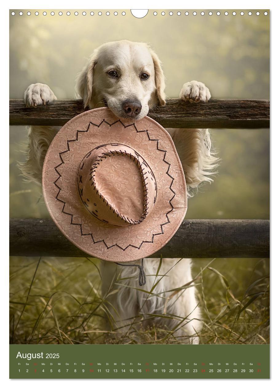 Bild: 9783435947713 | Grace und Cuba - Zwei liebenswerte Golden Retriever (Wandkalender...