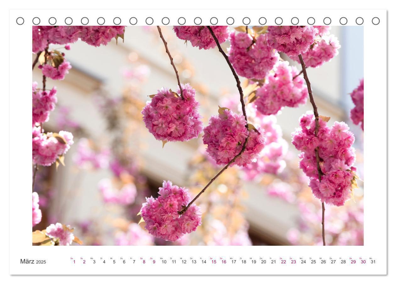 Bild: 9783457127889 | Japanische Kirschblüte in Bonn (Tischkalender 2025 DIN A5 quer),...