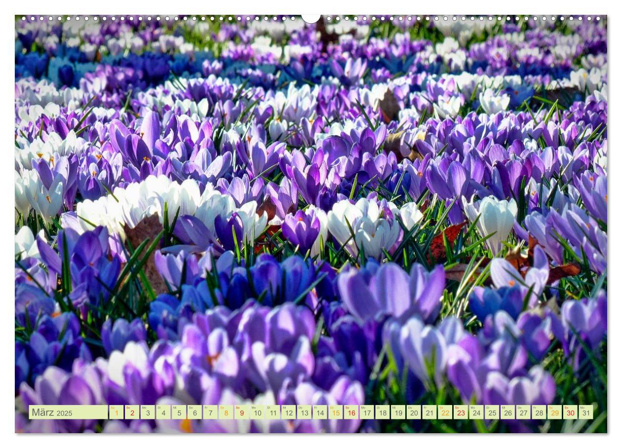 Bild: 9783435473083 | Blumenwiesen ¿ ein blütenzauberhaftes Jahr (Wandkalender 2025 DIN...