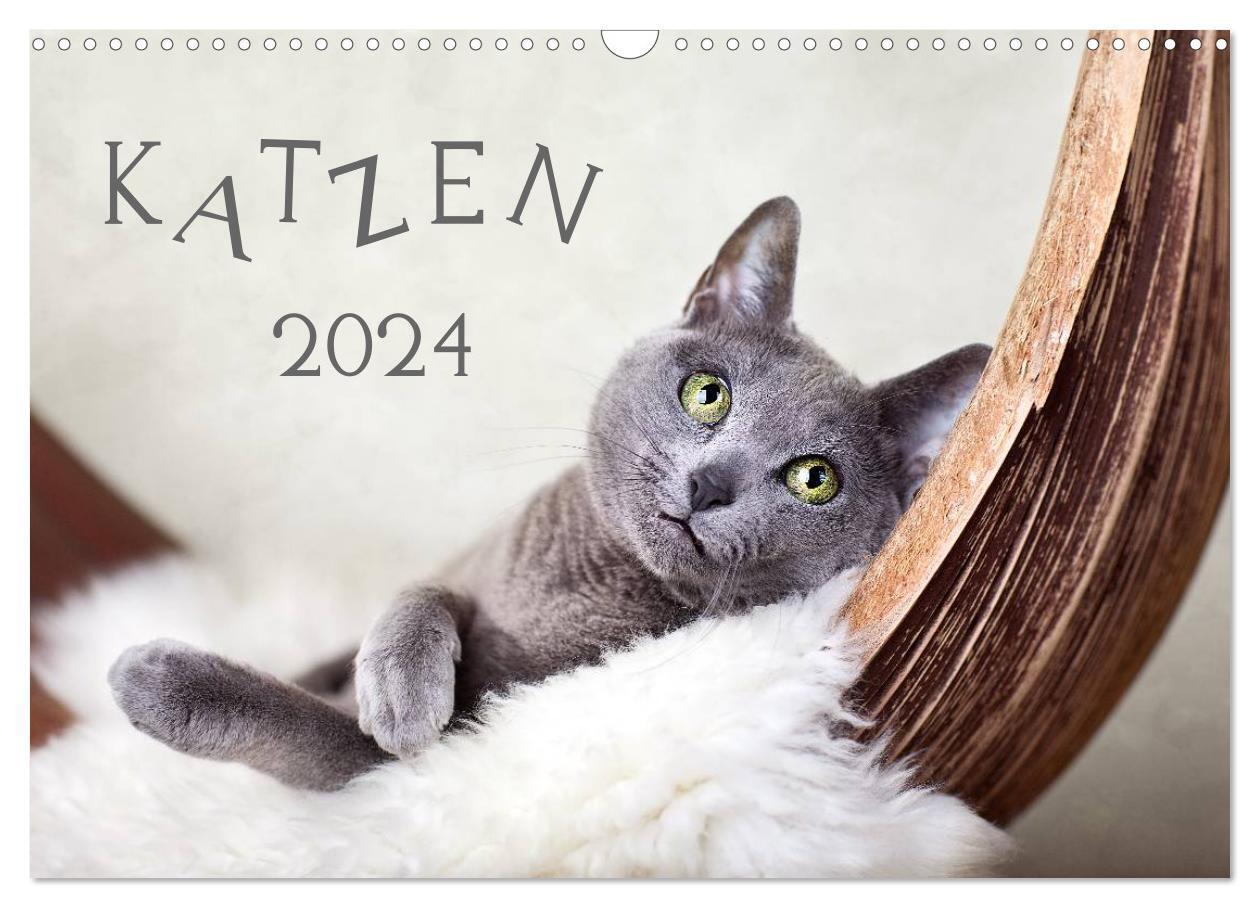 Cover: 9783383631016 | Katzen 2024 (Wandkalender 2024 DIN A3 quer), CALVENDO Monatskalender