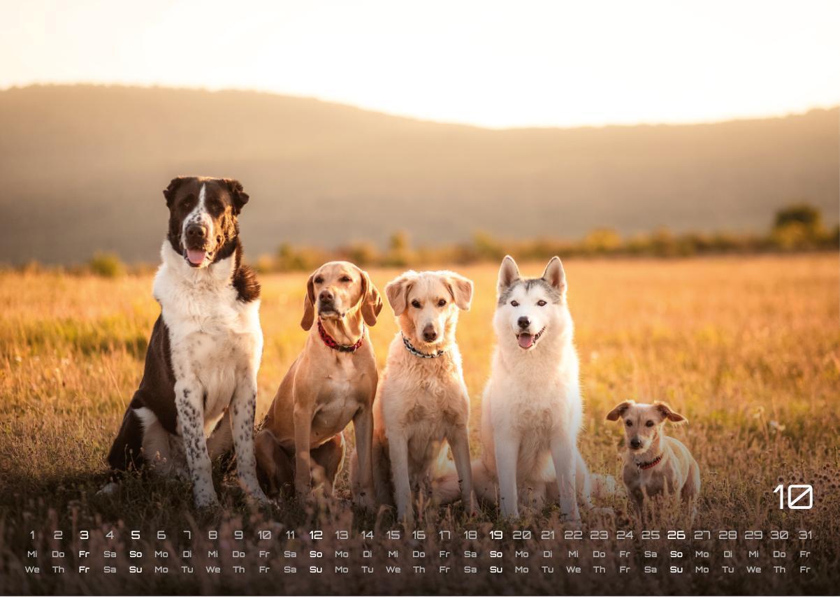 Bild: 9783986733919 | Wuff - Unsere Vierbeiner - Der Hundekalender- 2025 - Kalender DIN A3