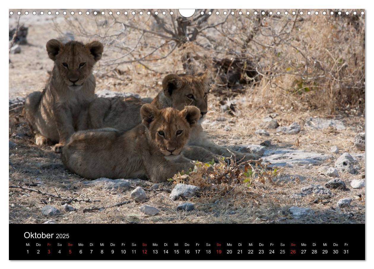 Bild: 9783435837793 | Wildlife Namibia (Wandkalender 2025 DIN A3 quer), CALVENDO...