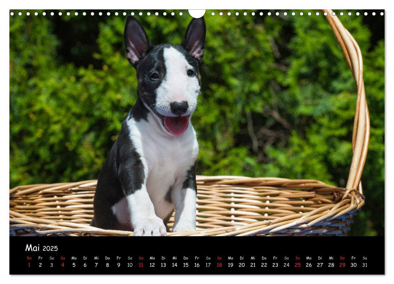 Bild: 9783435768462 | Bullterrier (Wandkalender 2025 DIN A3 quer), CALVENDO Monatskalender