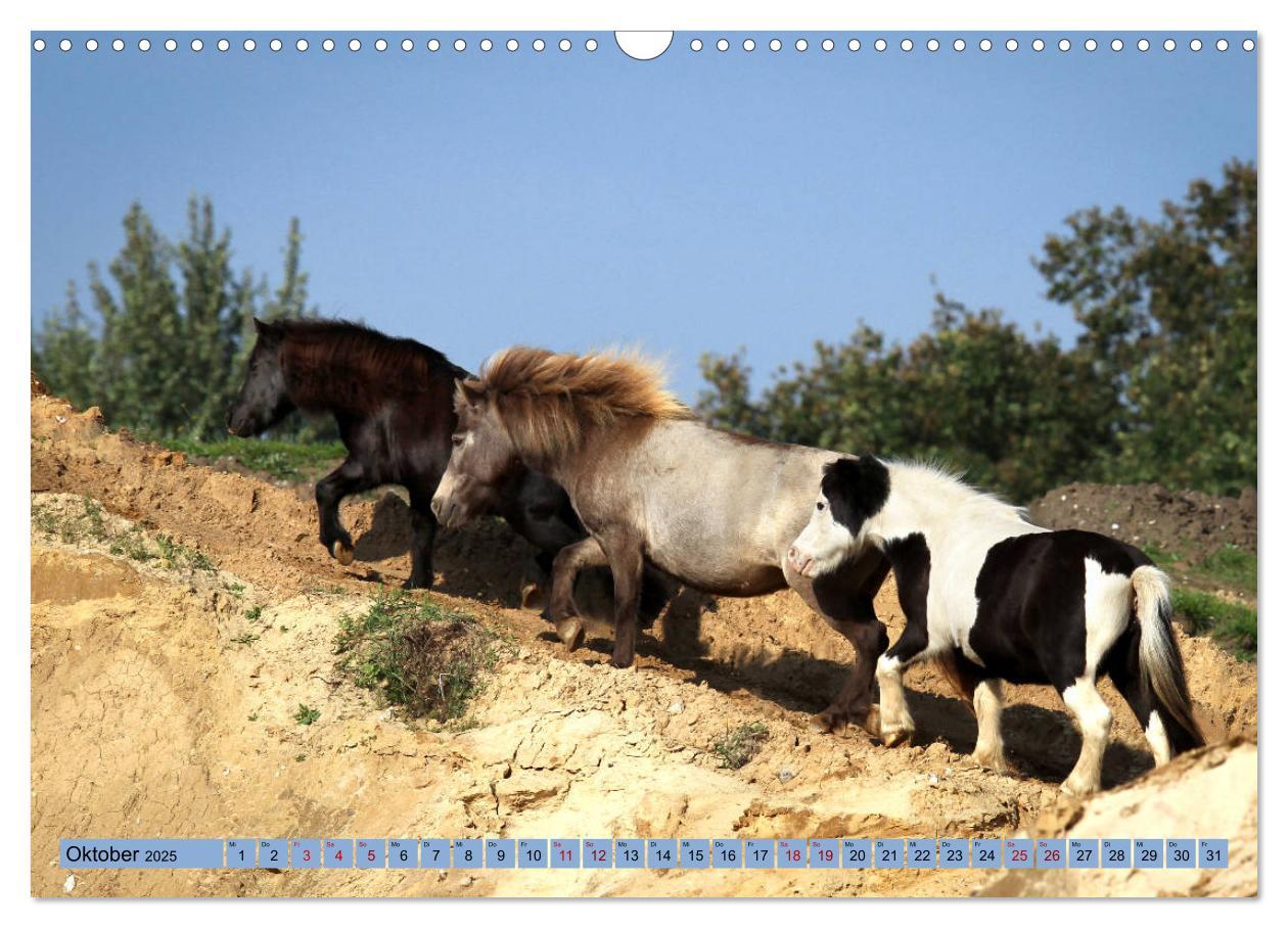 Bild: 9783435367023 | Ponys, die starken Persönlichkeiten (Wandkalender 2025 DIN A3...