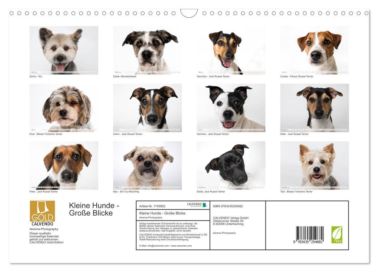 Bild: 9783435254682 | Kleine Hunde - Große Blicke (Wandkalender 2025 DIN A3 quer),...