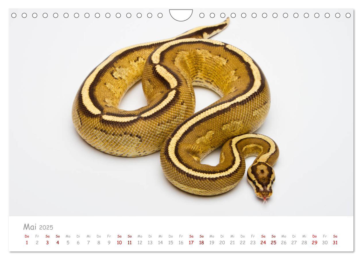 Bild: 9783435118014 | Königspythons - bunte Schlangen (Wandkalender 2025 DIN A4 quer),...