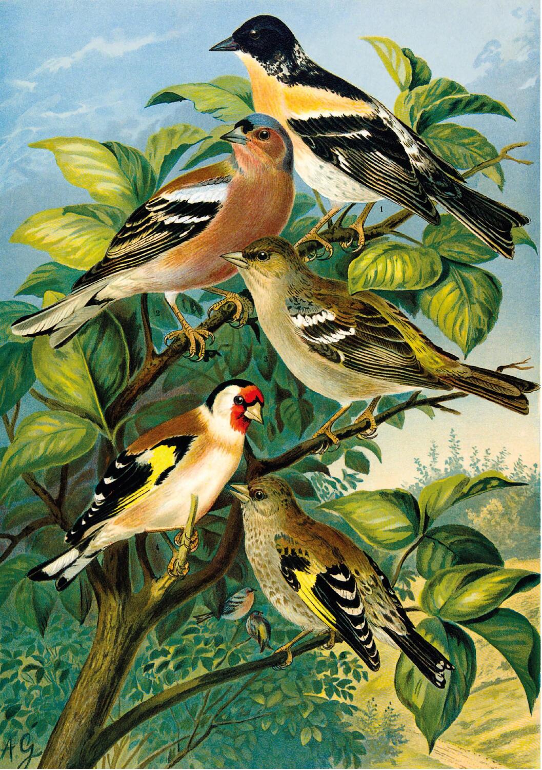 Bild: 9783968490021 | Johann Friedrich Naumann - Die Vögel Mitteleuropas | Naumann | Buch