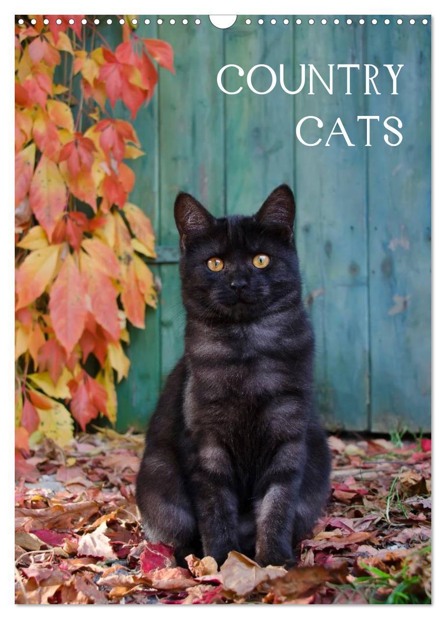 Cover: 9783675590113 | COUNTRY CATS (Wandkalender 2024 DIN A3 hoch), CALVENDO Monatskalender