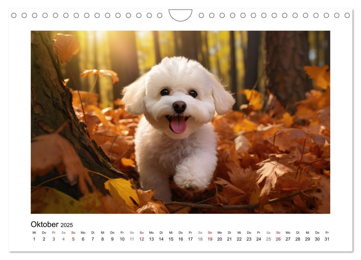 Bild: 9783383837968 | Bichon frisé, weiße Hündchen mit lockigem Haar (Wandkalender 2025...