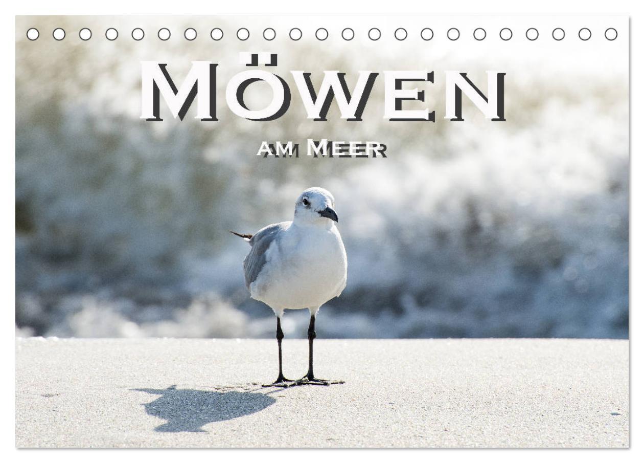 Cover: 9783435374564 | Möwen am Meer (Tischkalender 2025 DIN A5 quer), CALVENDO...