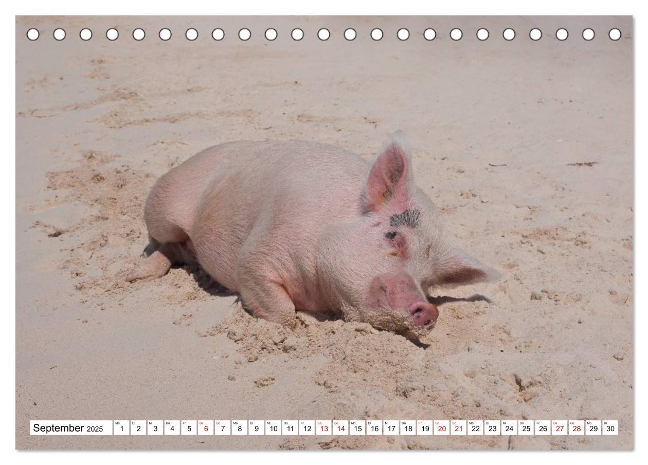 Bild: 9783435420278 | Schweine im Dauerurlaub auf den Bahamas! (Tischkalender 2025 DIN A5...