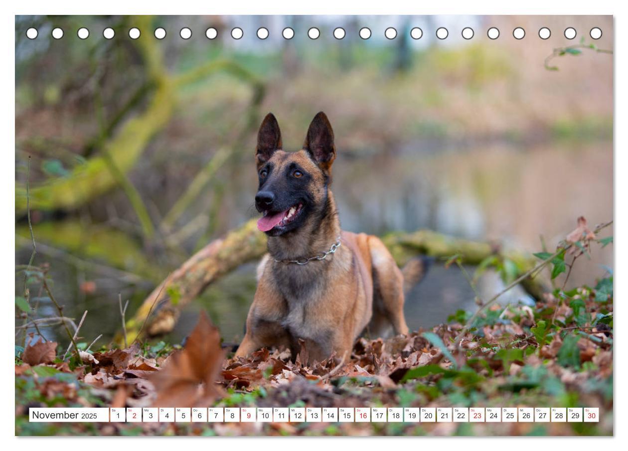 Bild: 9783435144457 | Malinois - belgischer Schäferhund (Tischkalender 2025 DIN A5 quer),...