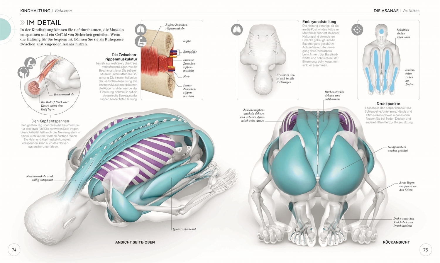 Bild: 9783831037988 | Yoga verstehen - Die Anatomie der Yoga-Haltungen | Ann Swanson | Buch