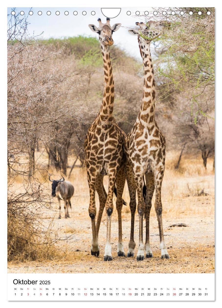 Bild: 9783435954438 | Serengeti Pur - Tansania (Wandkalender 2025 DIN A4 hoch), CALVENDO...