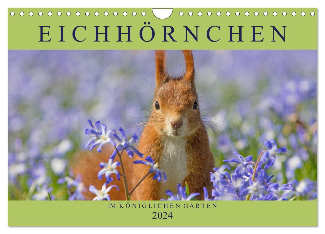 Cover: 9783675702714 | Eichhörnchen im Königlichen Garten (Wandkalender 2024 DIN A4 quer),...