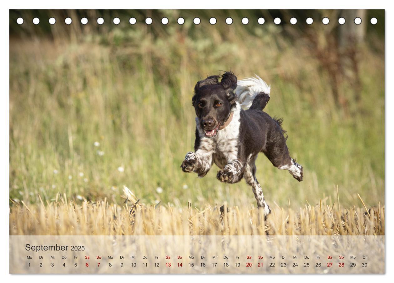 Bild: 9783457145807 | Der kleine Münsterländer (Tischkalender 2025 DIN A5 quer), CALVENDO...