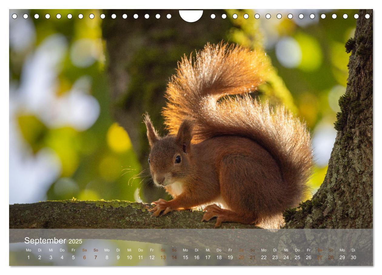 Bild: 9783457177471 | Bezaubernde Eichhörnchen (Wandkalender 2025 DIN A4 quer), CALVENDO...