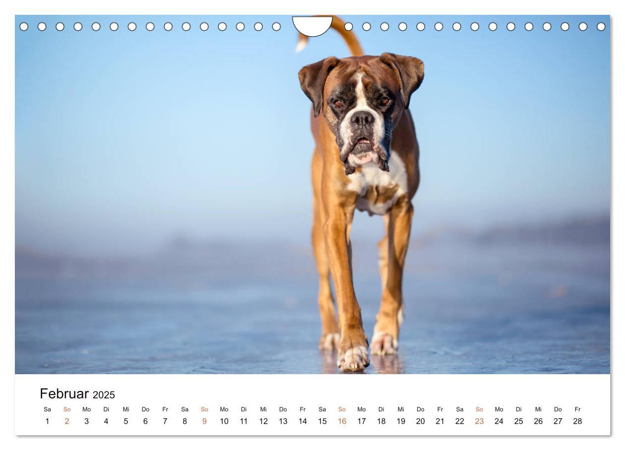 Bild: 9783435160907 | Deutscher Boxer (Wandkalender 2025 DIN A4 quer), CALVENDO...