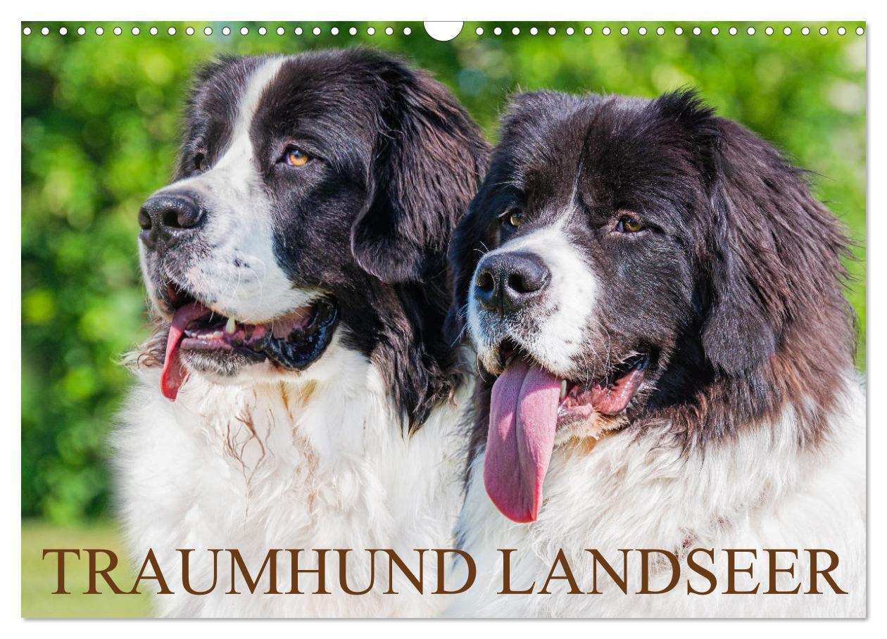 Cover: 9783383654824 | Traumhund Landseer (Wandkalender 2024 DIN A3 quer), CALVENDO...