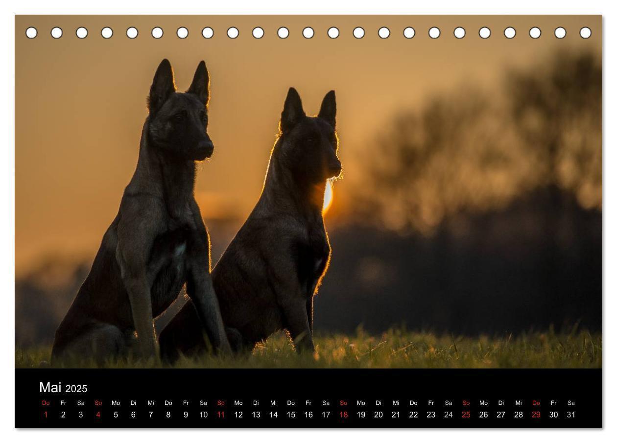 Bild: 9783435633012 | Belgische Schäferhunde - Der Malinois im Licht (Tischkalender 2025...