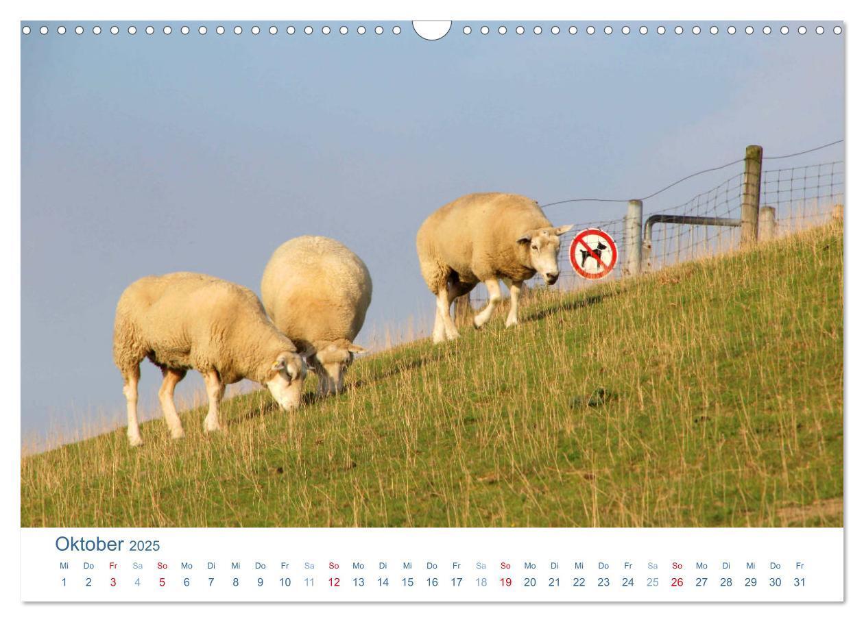 Bild: 9783435650545 | Schafe am Deich 2025. Tierische Impressionen von der Nordseeküste...