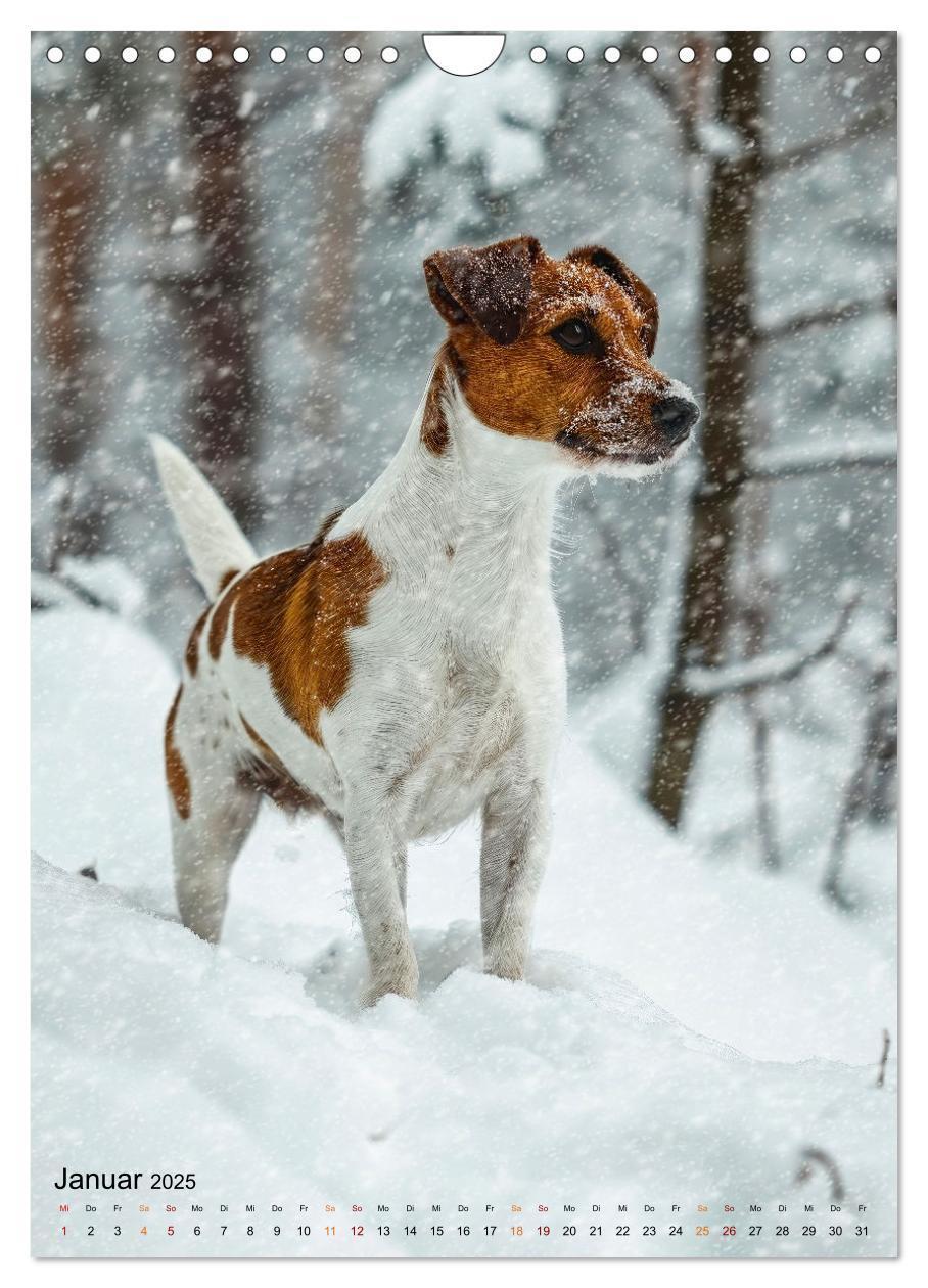 Bild: 9783383778759 | Jack Russel Terrier - furchtlos und viel Selbstvertrauen...