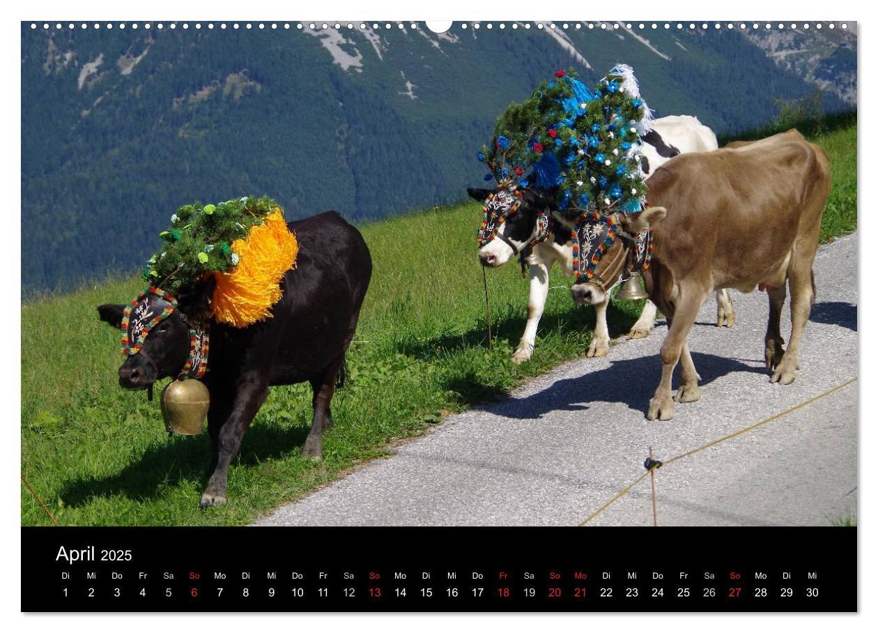 Bild: 9783435536597 | Almabtrieb in Tirol (Wandkalender 2025 DIN A2 quer), CALVENDO...