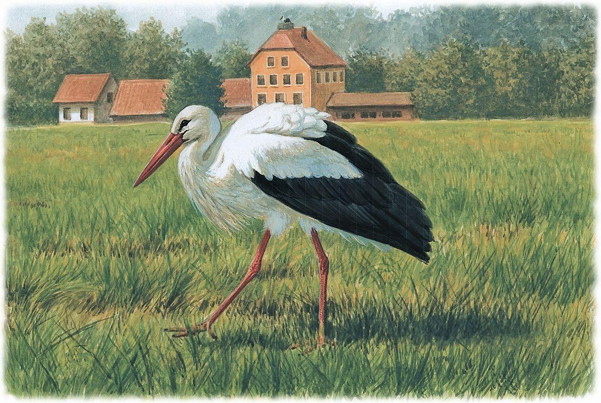 Bild: 9783968490656 | Atlas Deutscher Brutvogelarten (ADEBAR) | Kai Gedeon (u. a.) | Buch