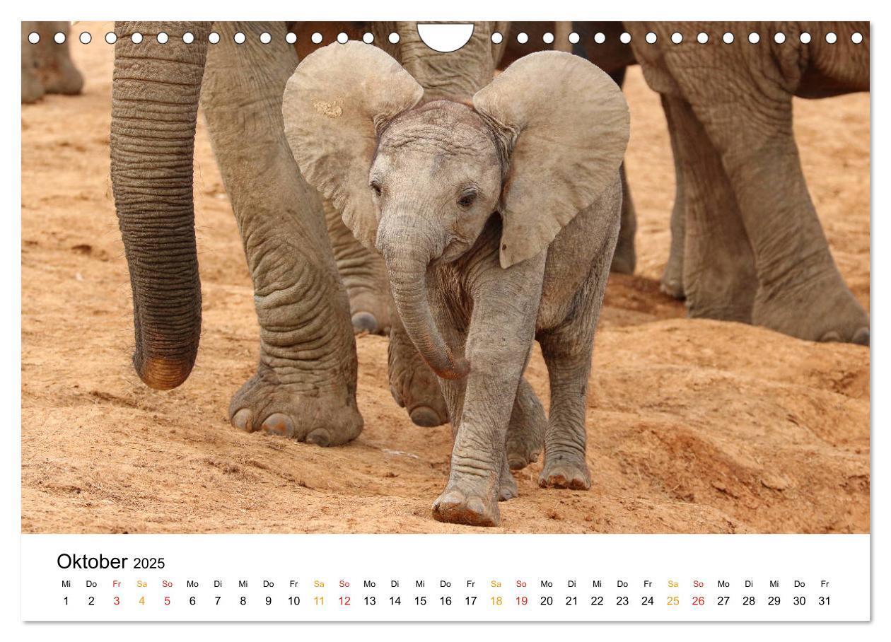 Bild: 9783435229093 | ADDO ELEPHANT NATIONAL PARK Elefanten Babies (Wandkalender 2025 DIN...