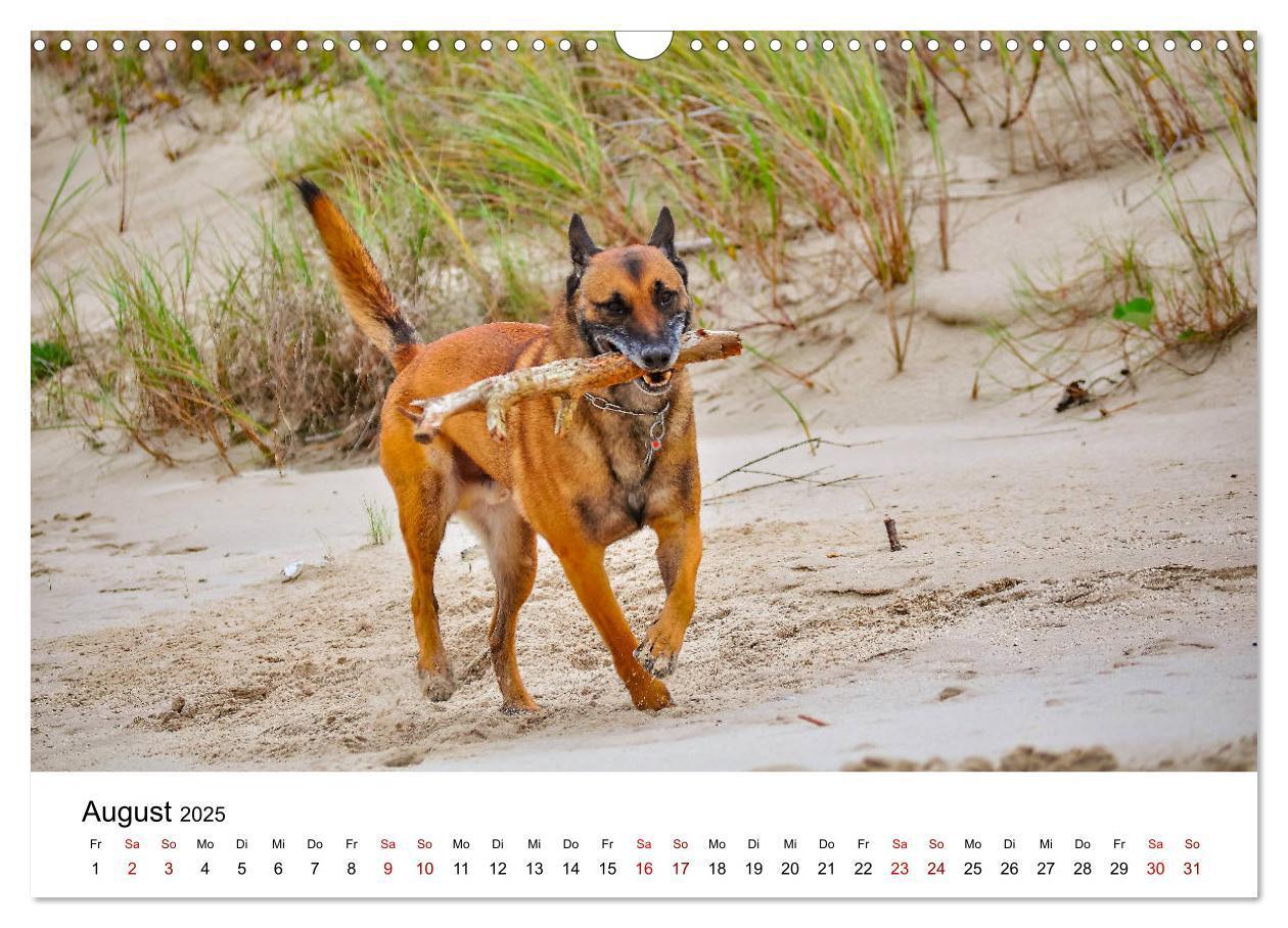 Bild: 9783435340019 | Malinois - Wahnsinn auf vier Pfoten (Wandkalender 2025 DIN A3...