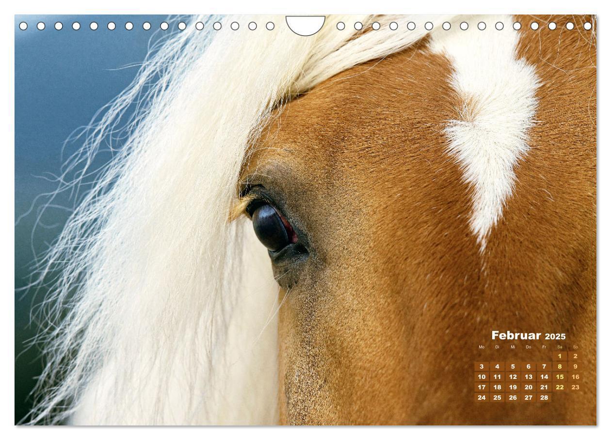 Bild: 9783457184974 | Haflinger: Die blonden Pferde von der Alm (Wandkalender 2025 DIN A4...