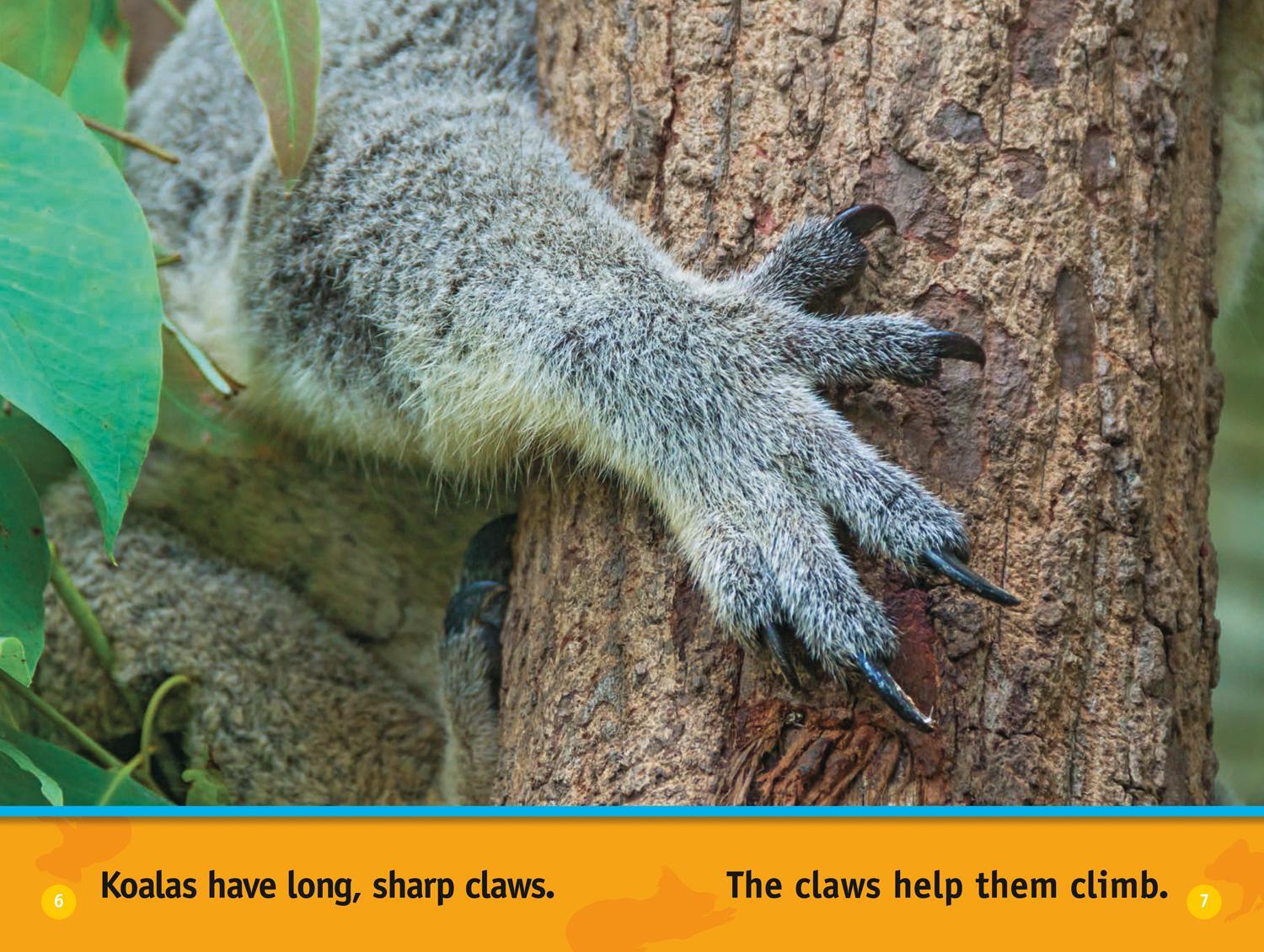 Bild: 9780008422226 | Climb, Koala! | Level 1 | Jennifer Szymanski (u. a.) | Taschenbuch