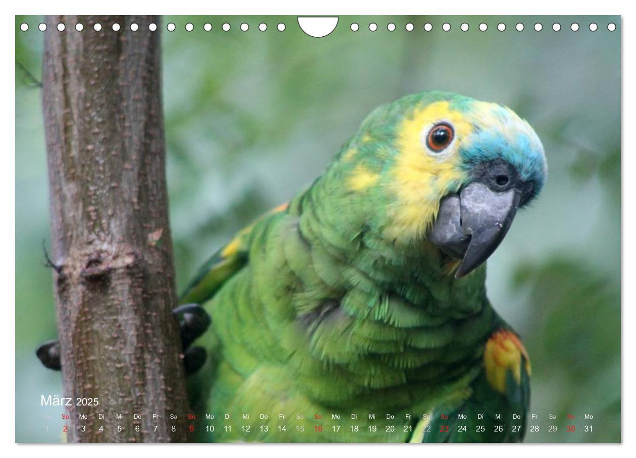 Bild: 9783435728350 | Blaustirnamazonen - Papageien in Paraguay (Wandkalender 2025 DIN A4...