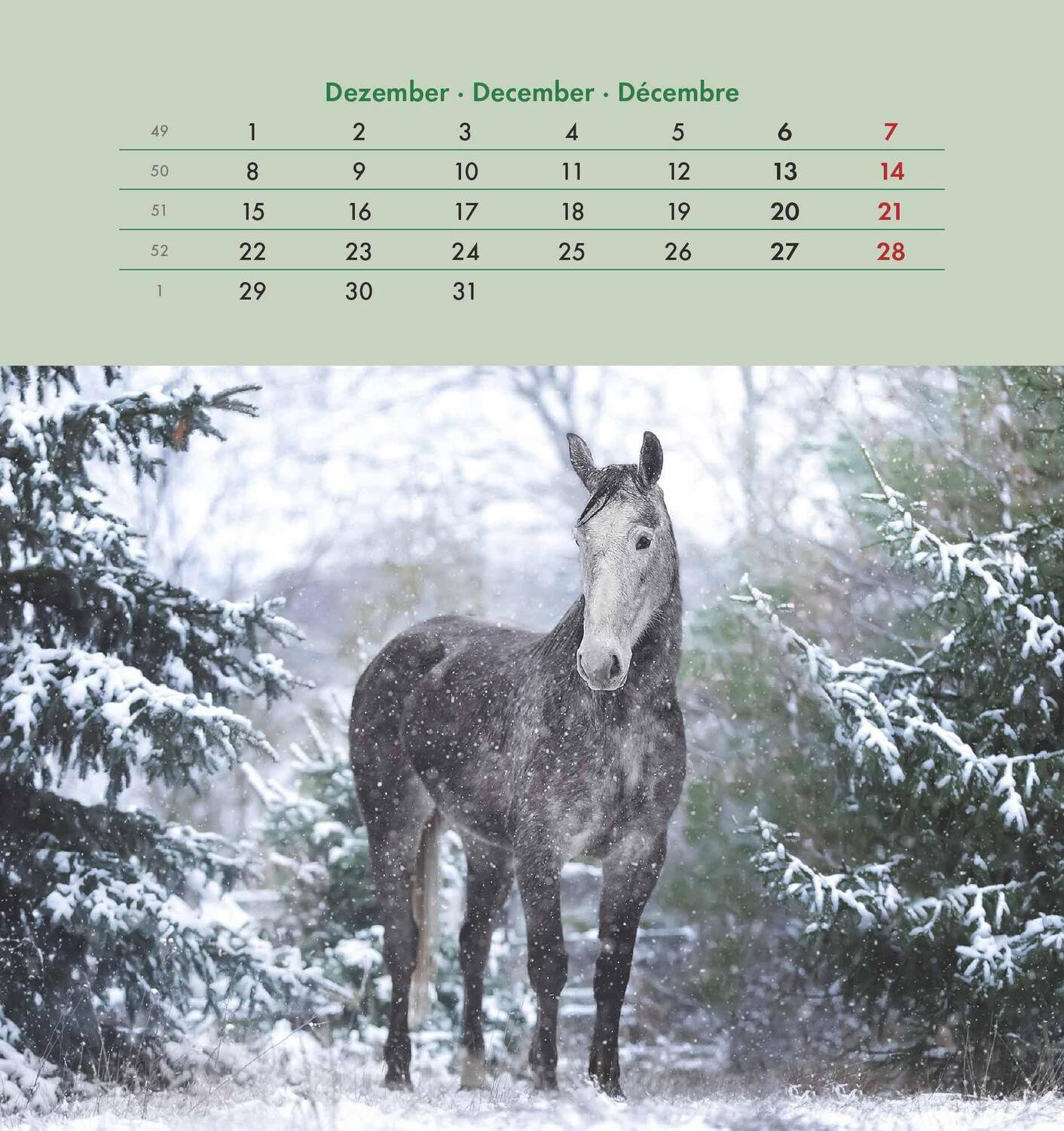 Bild: 4251732342302 | Pferde 2025 - Postkartenkalender 16x17 cm - Horses - zum Aufstellen...