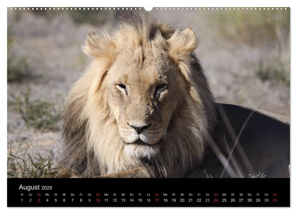 Bild: 9783435837397 | Löwen - Könige der Tiere (Wandkalender 2025 DIN A2 quer), CALVENDO...