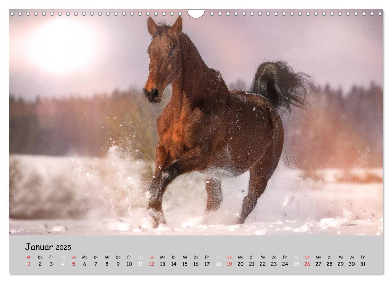 Bild: 9783435563371 | Pferde - Anmut und Stärke gepaart mit Magie (Wandkalender 2025 DIN...