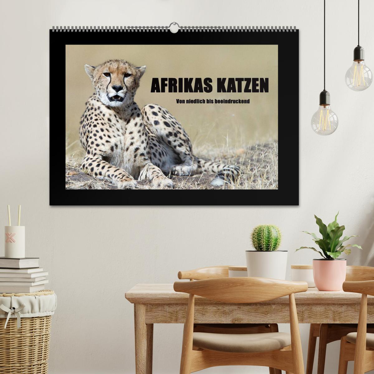 Bild: 9783435764013 | Afrikas Katzen (Wandkalender 2025 DIN A2 quer), CALVENDO...