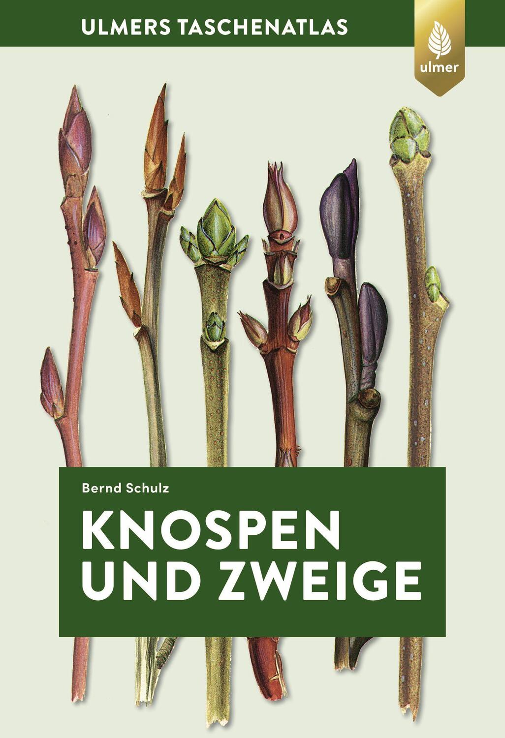 Cover: 9783818608200 | Knospen und Zweige | 270 Gehölze im Winter bestimmen | Bernd Schulz