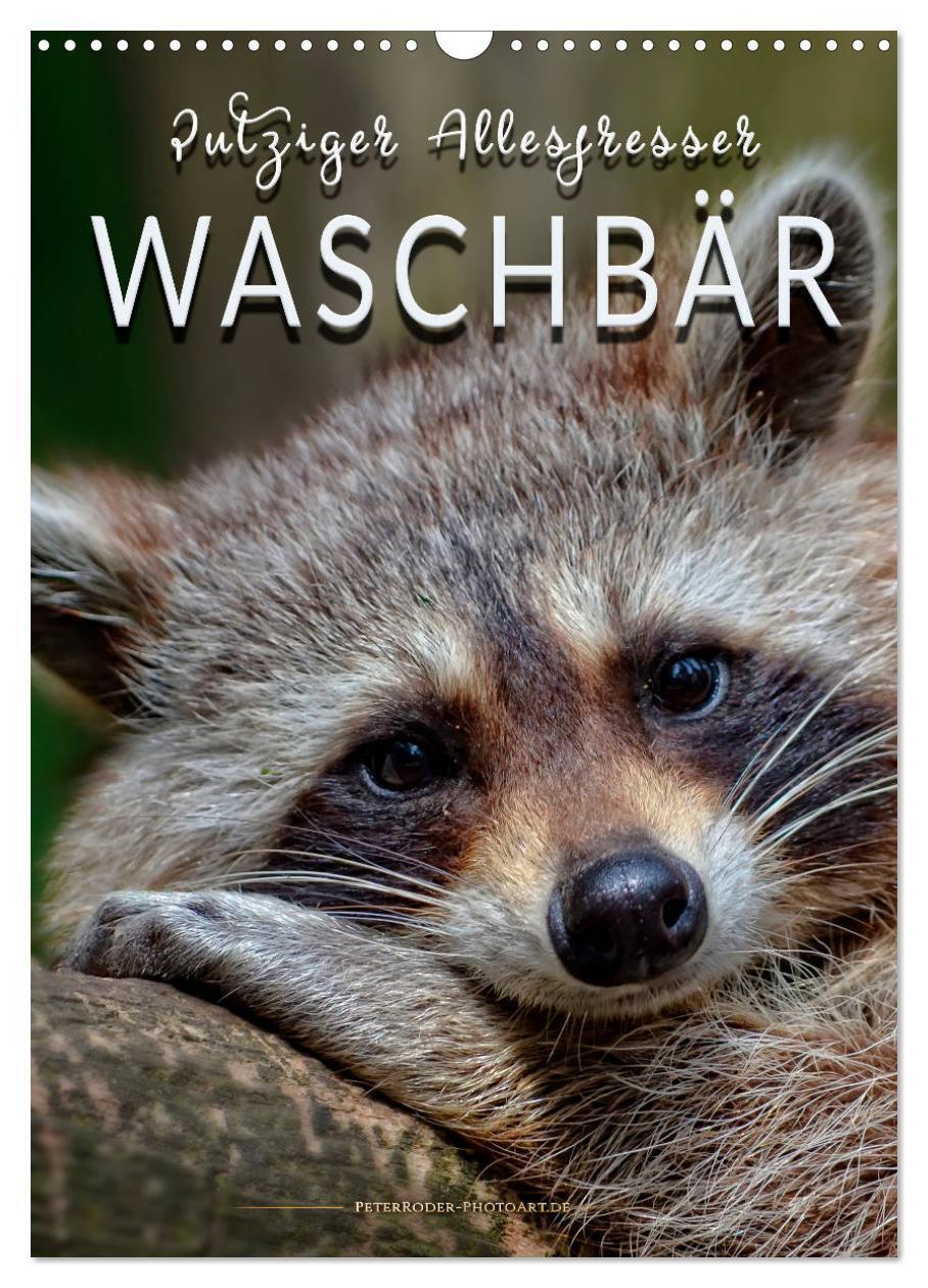Cover: 9783383036514 | Waschbär - putziger Allesfresser (Wandkalender 2024 DIN A3 hoch),...