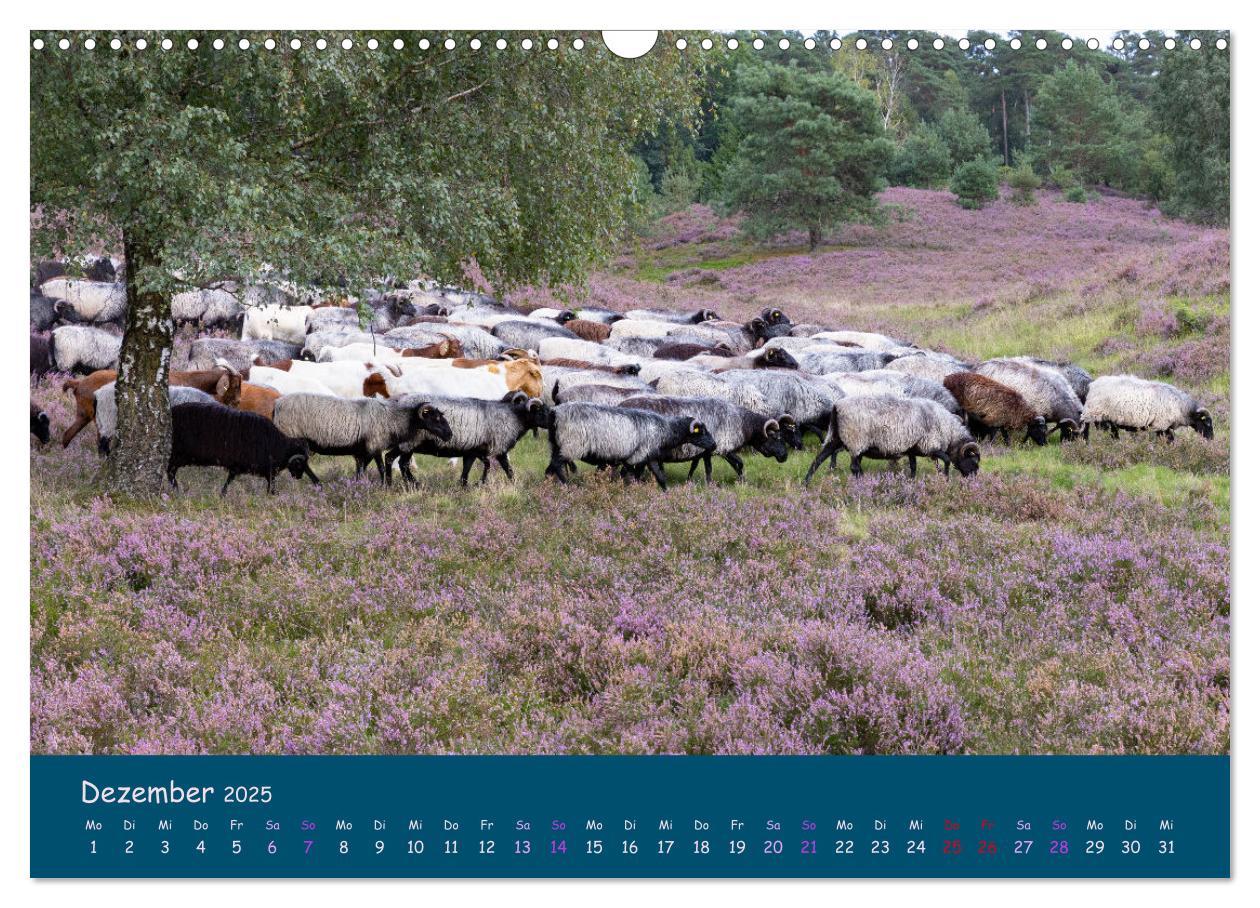 Bild: 9783435014002 | Heidschnucken, die prächtigen Schafe der Lüneburger Heide...