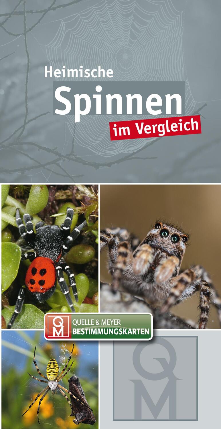 Cover: 9783494019086 | Heimische Spinnen | im Vergleich | Quelle & Meyer Verlag | Taschenbuch