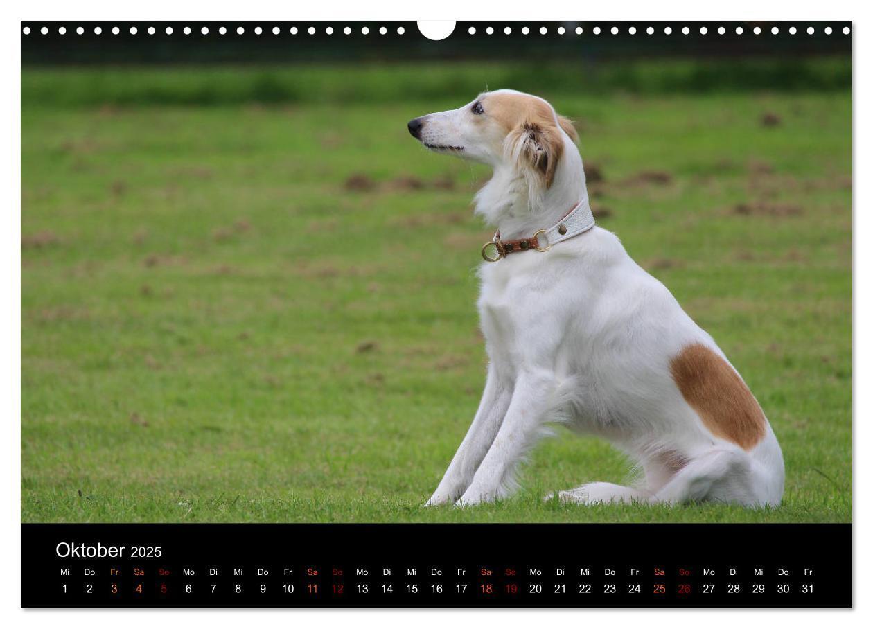 Bild: 9783435433308 | Der Silken Windsprite - ein Seelenhund (Wandkalender 2025 DIN A3...