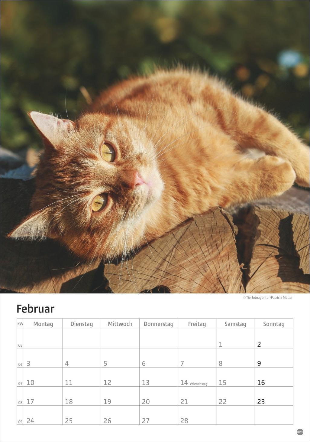 Bild: 9783756405589 | Katzen Kalender 2025 | Heye | Kalender | Spiralbindung | 13 S. | 2025