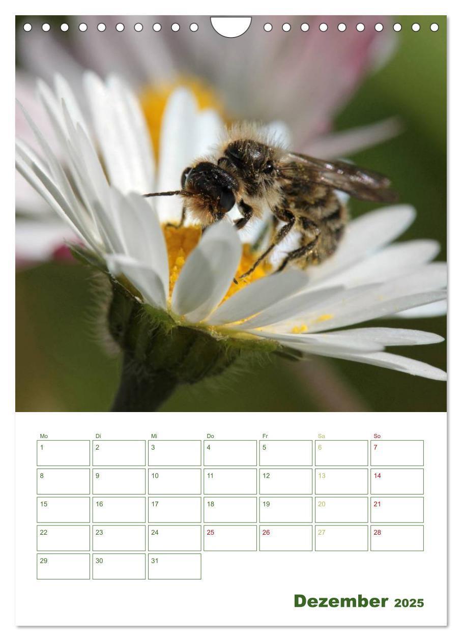 Bild: 9783457030813 | Bienen-Terminplaner 2025 (Wandkalender 2025 DIN A4 hoch), CALVENDO...