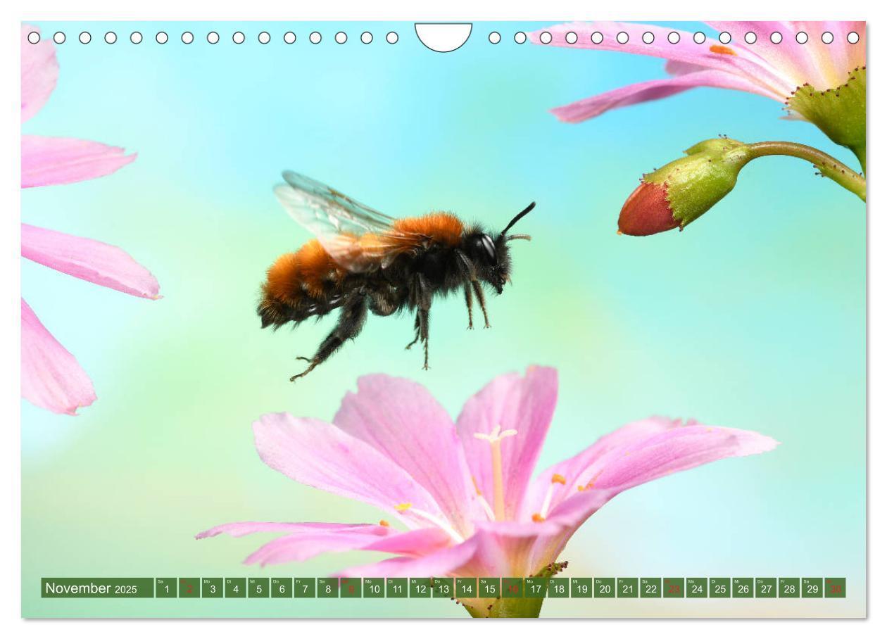 Bild: 9783435220946 | Sechs Beine in der Luft - Wildbienen im Flug (Wandkalender 2025 DIN...