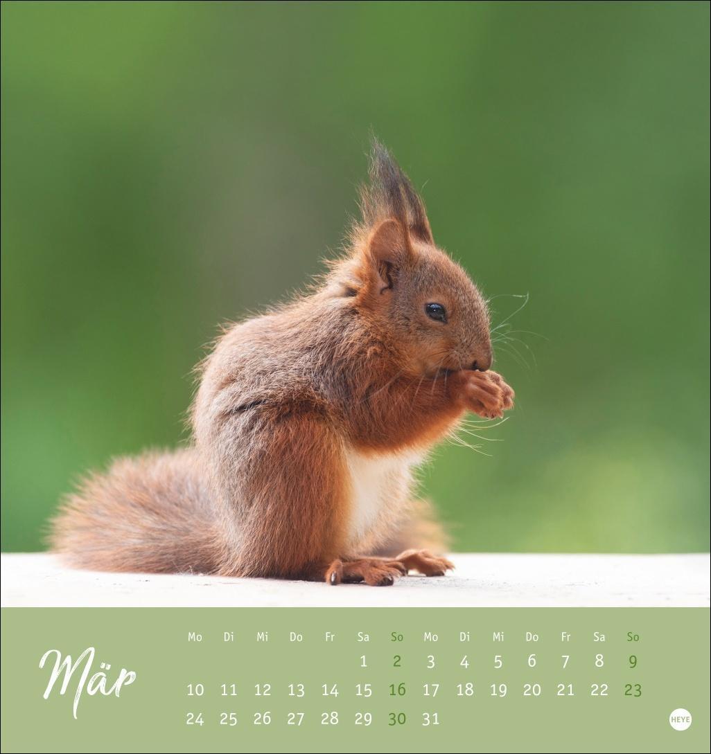 Bild: 9783756407071 | Eichhörnchen Postkartenkalender 2025 | Heye | Kalender | Spiralbindung