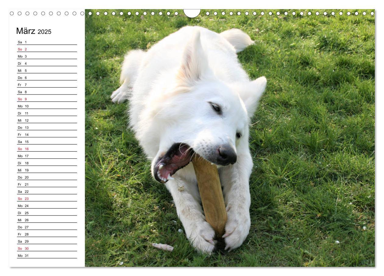 Bild: 9783435237180 | Berger Blanc Suisse - Weißer Schweizer Schäferhund (Wandkalender...