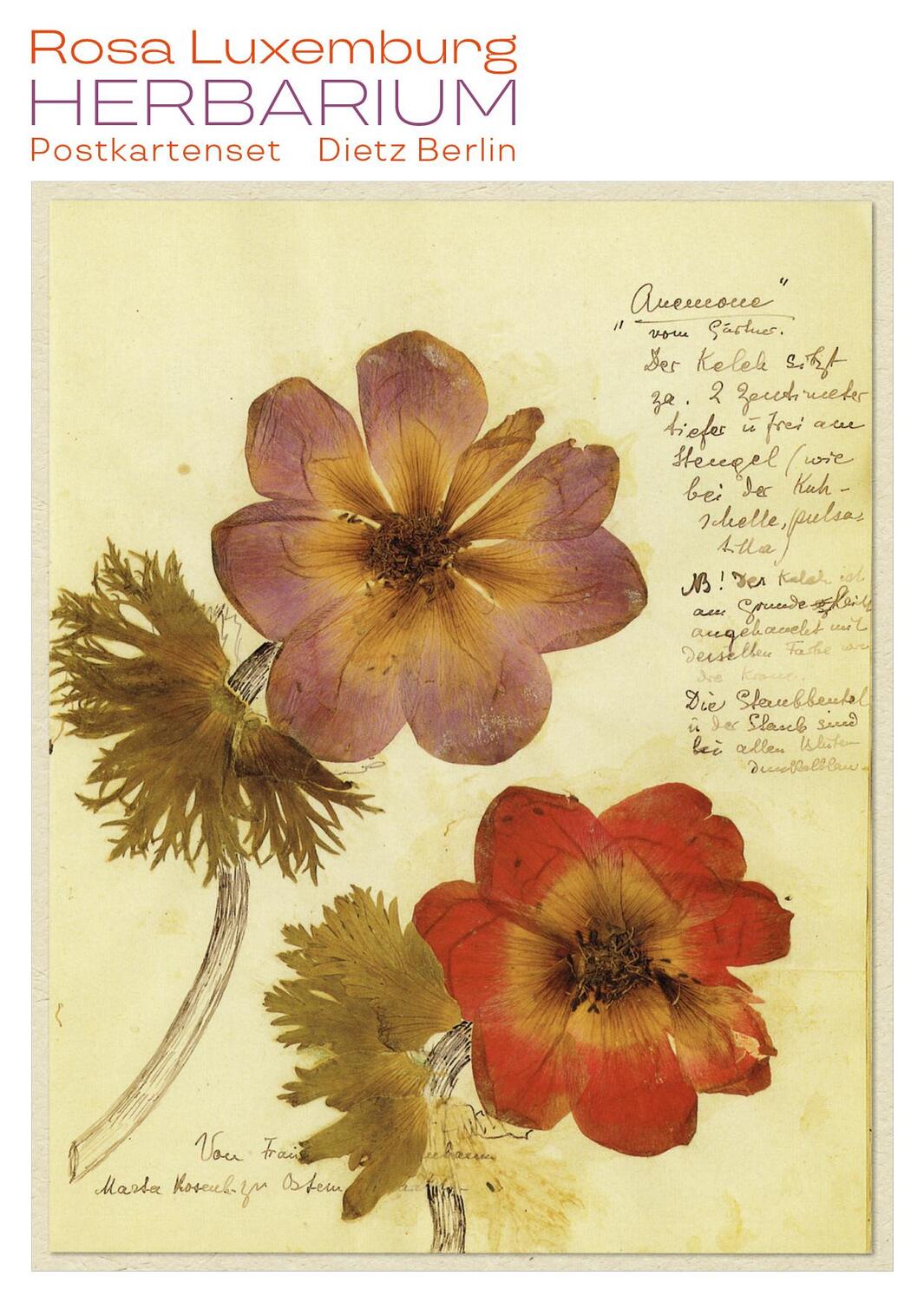Cover: 9783320023263 | Herbarium Postkartenset | 10 Motive aus Rosa Luxemburgs Herbarium