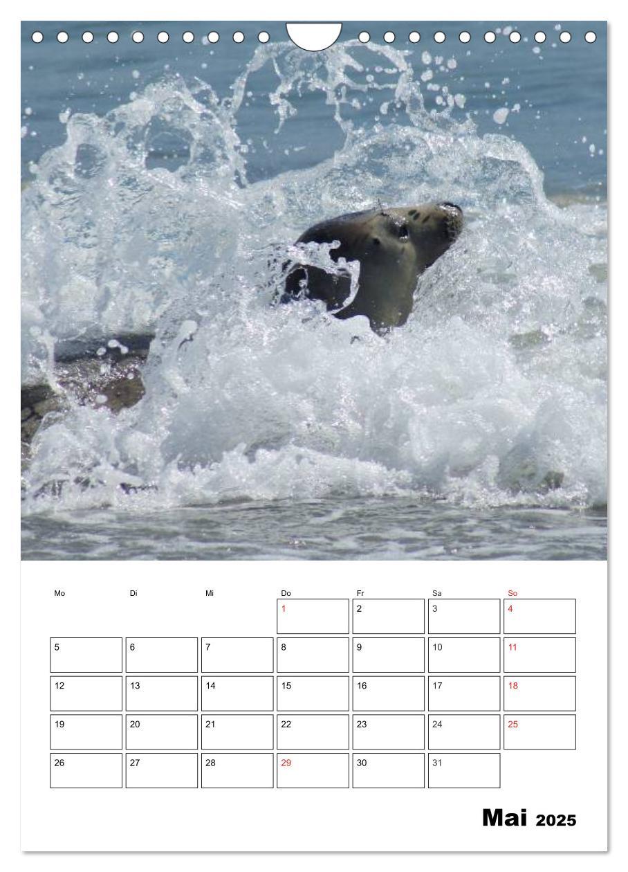 Bild: 9783457010945 | Liebenswerte Robben (Wandkalender 2025 DIN A4 hoch), CALVENDO...