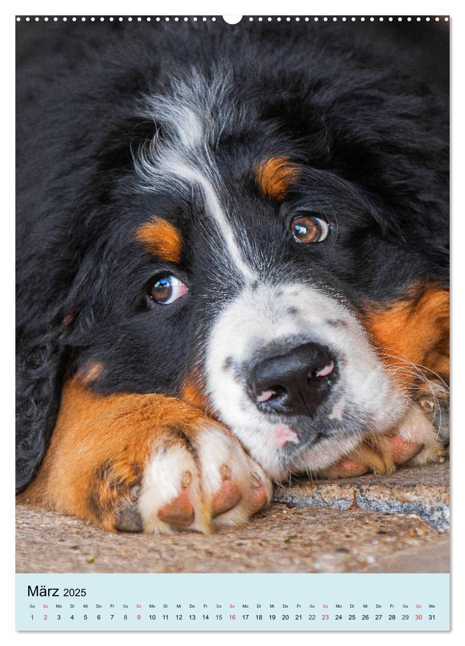 Bild: 9783435960200 | Berner Sennenhund - stark , schön und liebenswert (Wandkalender...